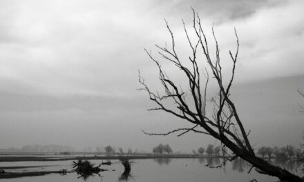 Inondations et agriculture : repenser les pratiques pour une meilleure gestion de l’eau