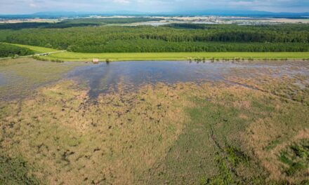 Inondations et biodiversité : protéger les écosystèmes fragilisés en Belgique